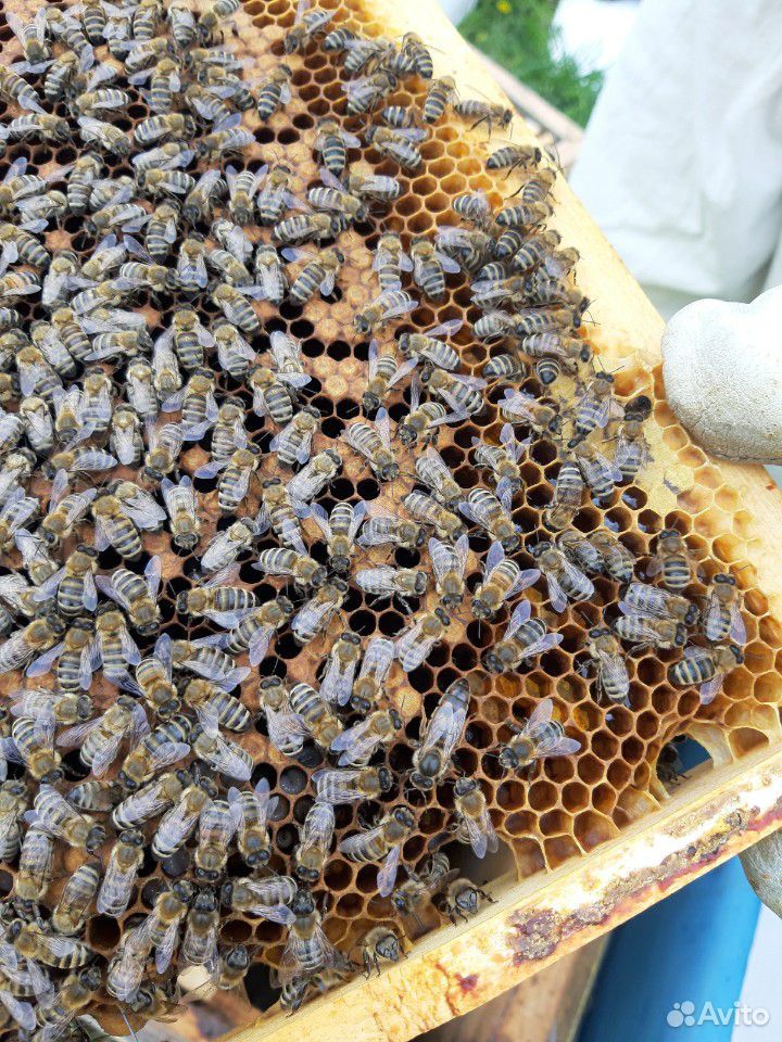 Пчелы, пчелосемьи и пчелопакеты Карпатка купить на Зозу.ру - фотография № 1