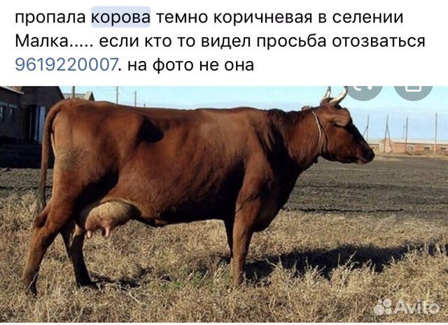 Пропала корова купить на Зозу.ру - фотография № 1