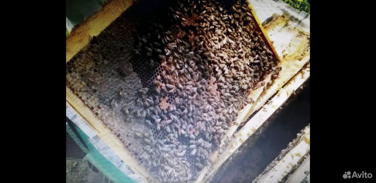 Пчёлы с ульями купить на Зозу.ру - фотография № 3