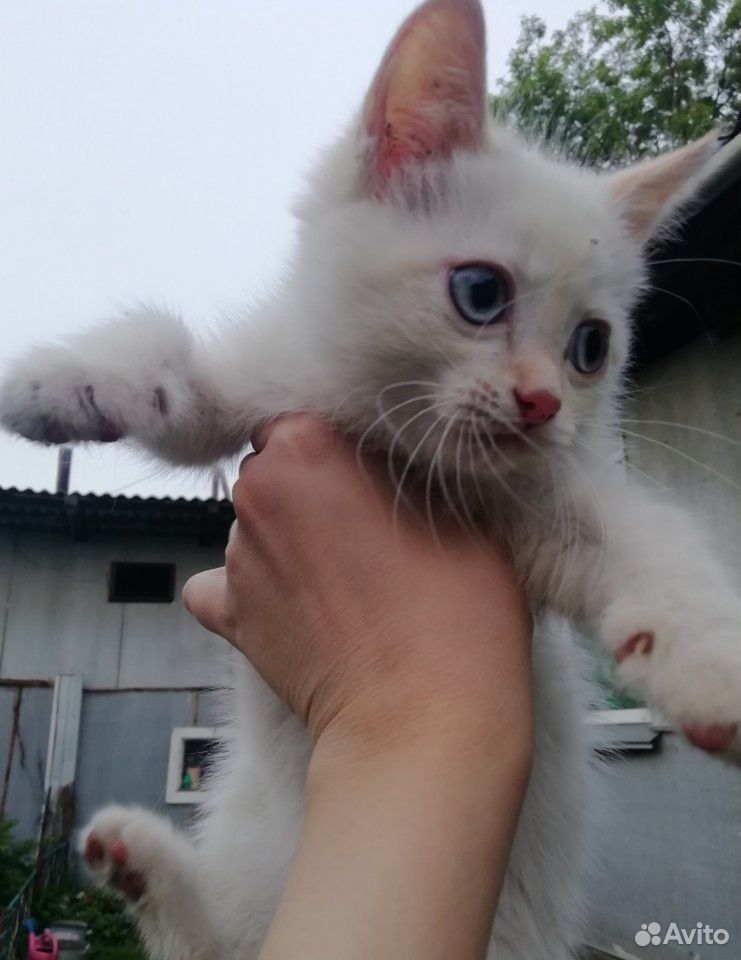 Котенок котята купить на Зозу.ру - фотография № 4