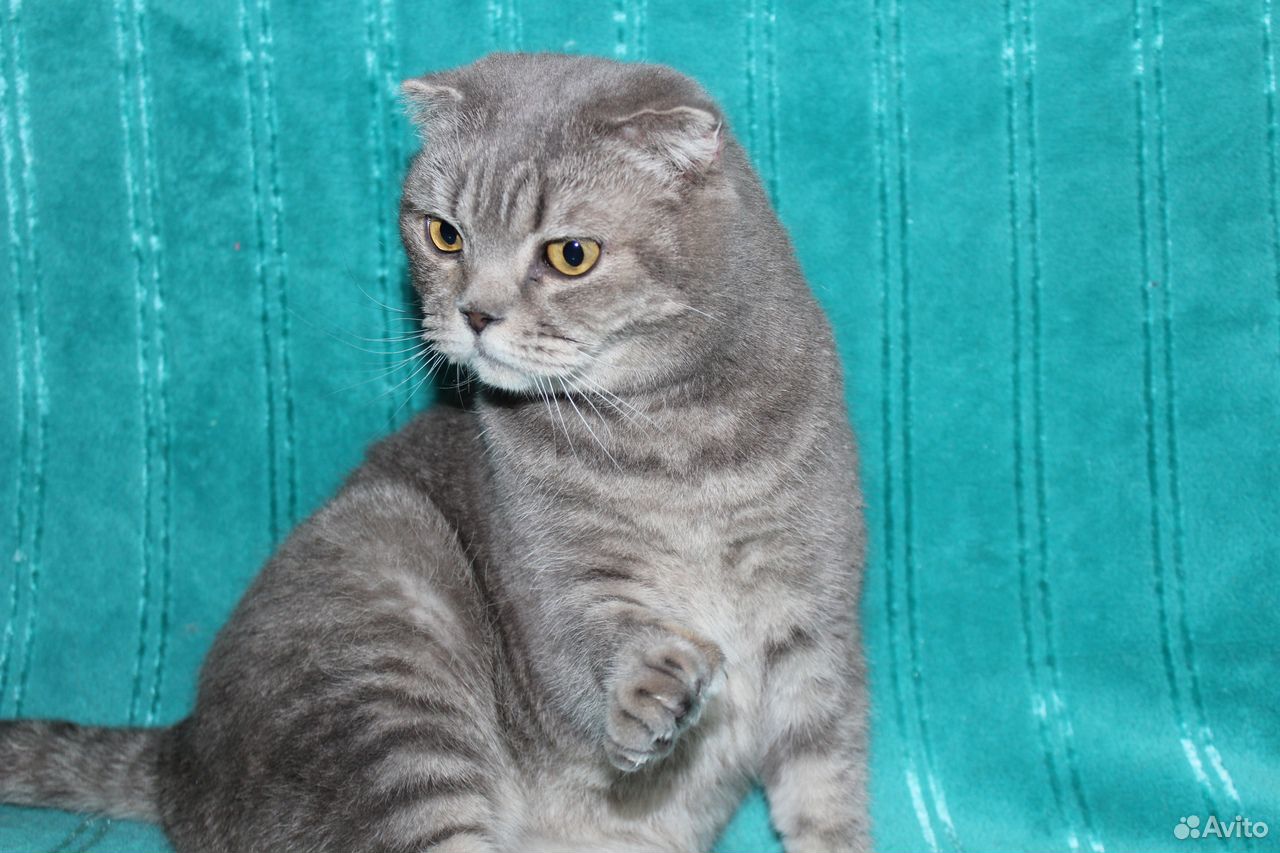 Кошка Матильда в добрые руки. Кошка в дар купить на Зозу.ру - фотография № 2