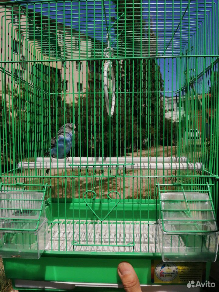 Волнистый попугай купить на Зозу.ру - фотография № 3