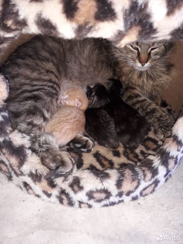 Восемь котят разного окраса купить на Зозу.ру - фотография № 1