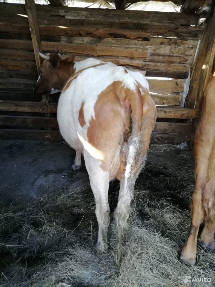 Корова бык купить на Зозу.ру - фотография № 2