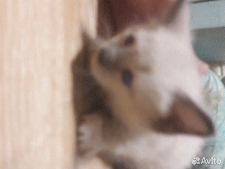 Котёнок примерно месяц-2, голубые глаза белый окра купить на Зозу.ру - фотография № 2
