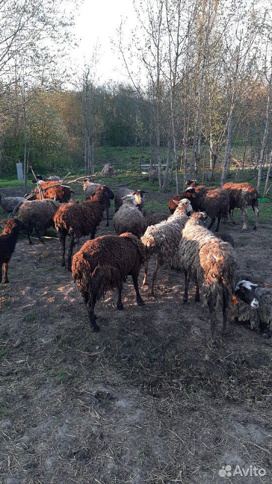Барань и овцы купить на Зозу.ру - фотография № 2