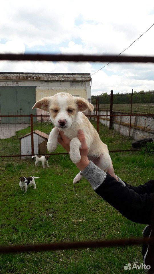 Щенки маленькой собачки купить на Зозу.ру - фотография № 2