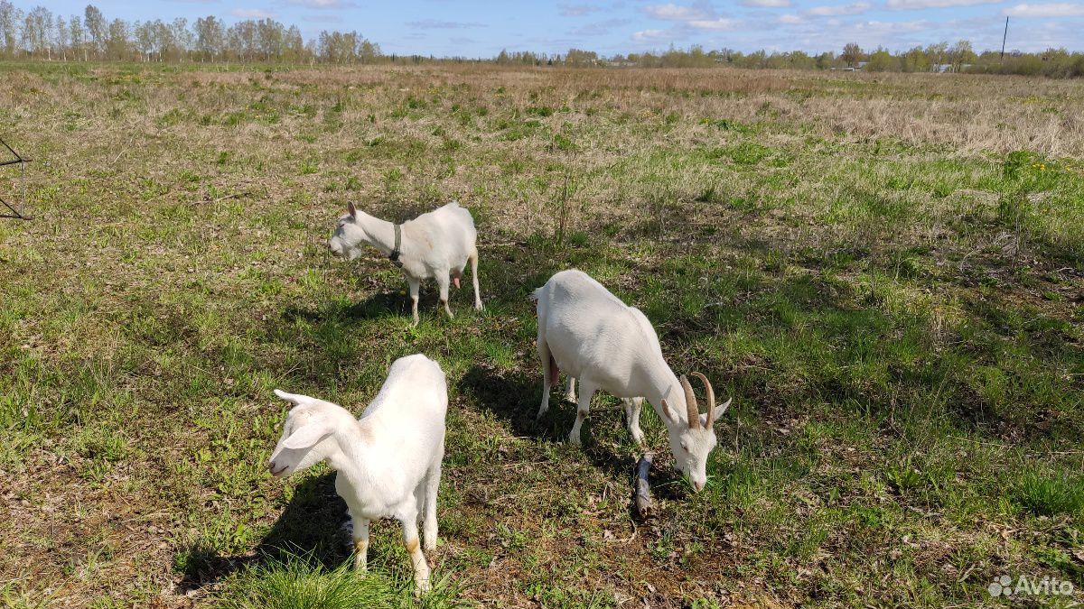 Продается зааненская дойная коза и козочка 5 месяц купить на Зозу.ру - фотография № 4