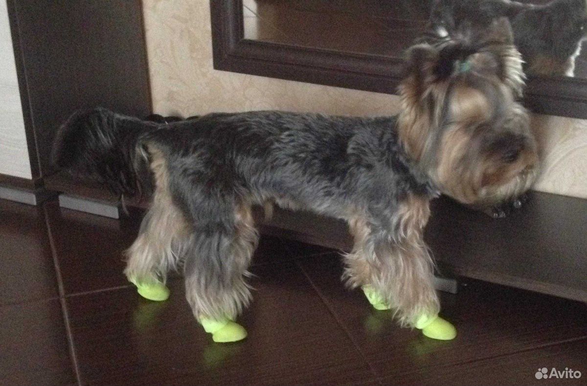 Обувь для собак + носочки купить на Зозу.ру - фотография № 5