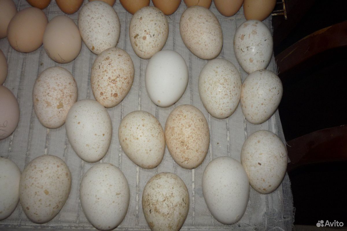 Инкубационное яйцо индейки купить на Зозу.ру - фотография № 1