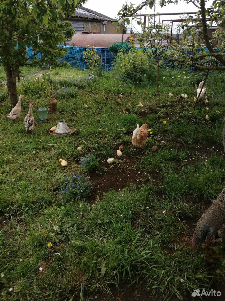 Цыплята, утята купить на Зозу.ру - фотография № 1