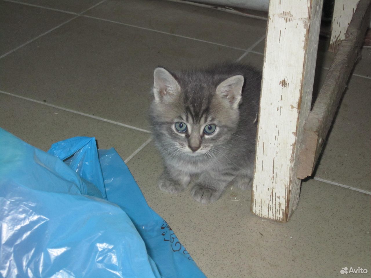 Симпатичные котята купить на Зозу.ру - фотография № 2