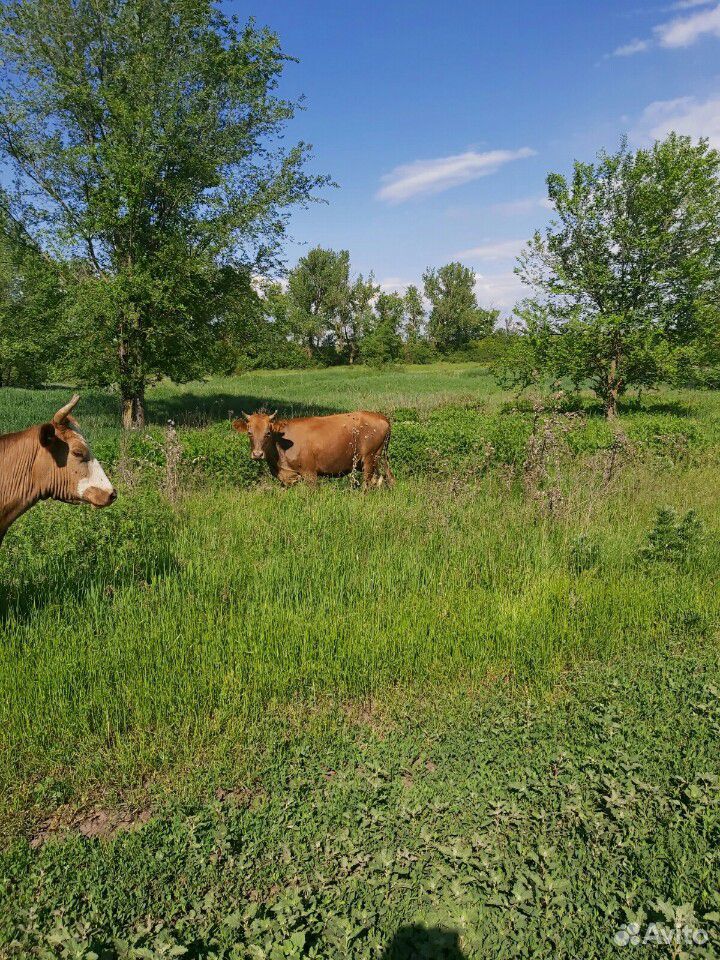 Коровы дойные купить на Зозу.ру - фотография № 7