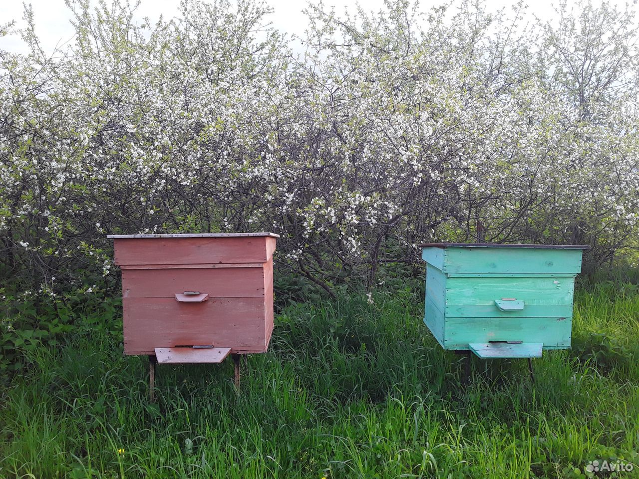 Пчелы 2 шт. (2 улья) купить на Зозу.ру - фотография № 2