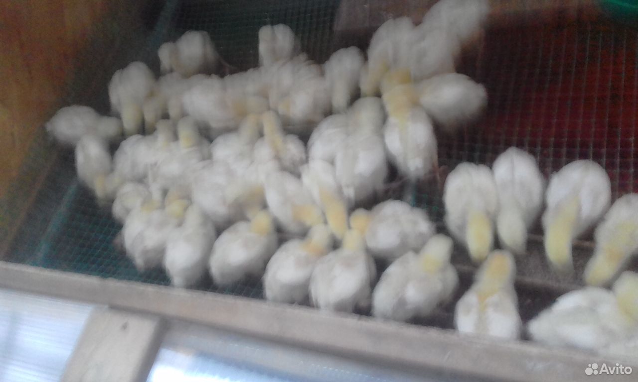 Продам цыплят бройлеров купить на Зозу.ру - фотография № 2