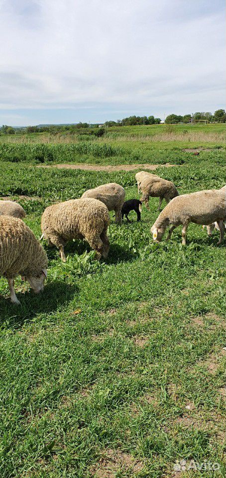 Мериноланд бараны и овцы купить на Зозу.ру - фотография № 4