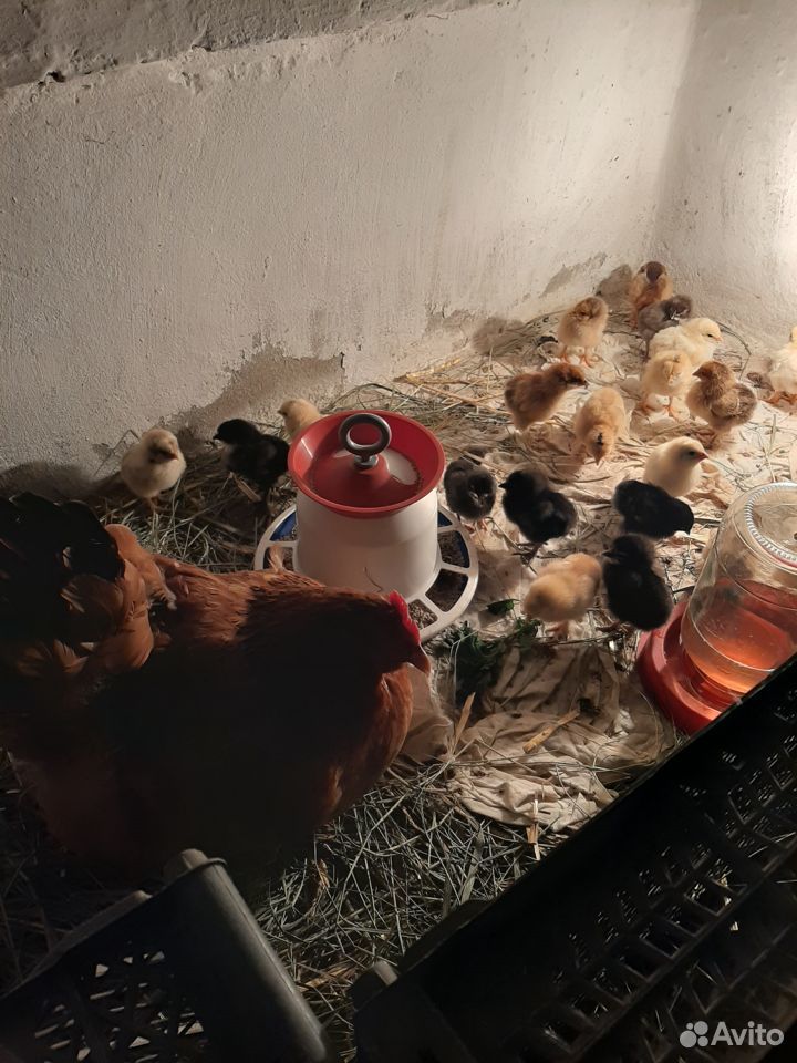 Курочка с цыплятами купить на Зозу.ру - фотография № 1