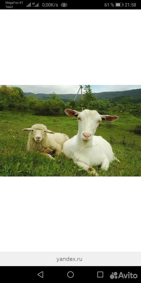 Коз. овец купить на Зозу.ру - фотография № 1