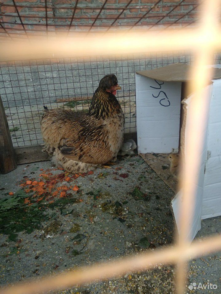 Курица с цыплятами купить на Зозу.ру - фотография № 1