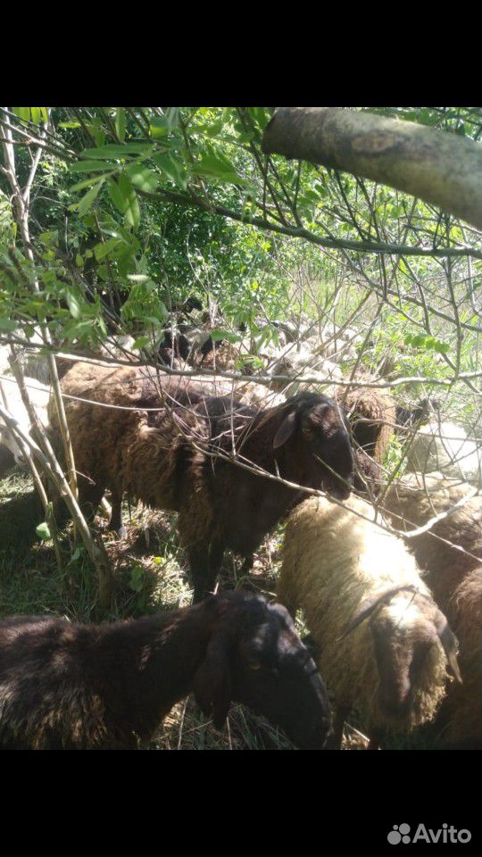Овцы курдючные 350 голов купить на Зозу.ру - фотография № 3