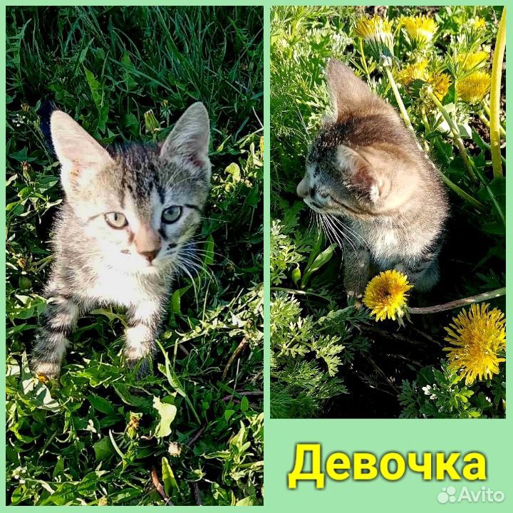 Замечательные котята ищут семью (с.Исаклы) купить на Зозу.ру - фотография № 1