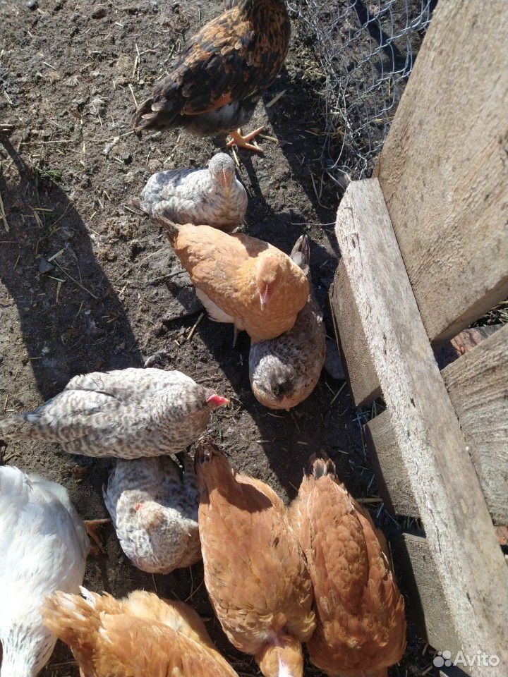 Цыплята доминанта д 104 и гс микс возраст 2 месяца купить на Зозу.ру - фотография № 1