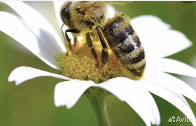 Пчёлы, пчелосемьи, пчелопакеты купить на Зозу.ру - фотография № 1