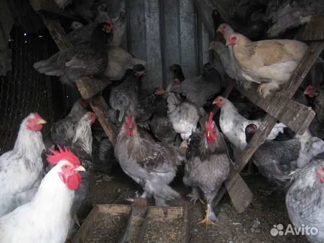 Куры яйца клетки купить на Зозу.ру - фотография № 1