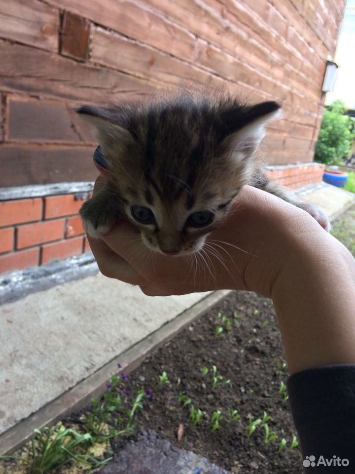 Милашки котятки купить на Зозу.ру - фотография № 1