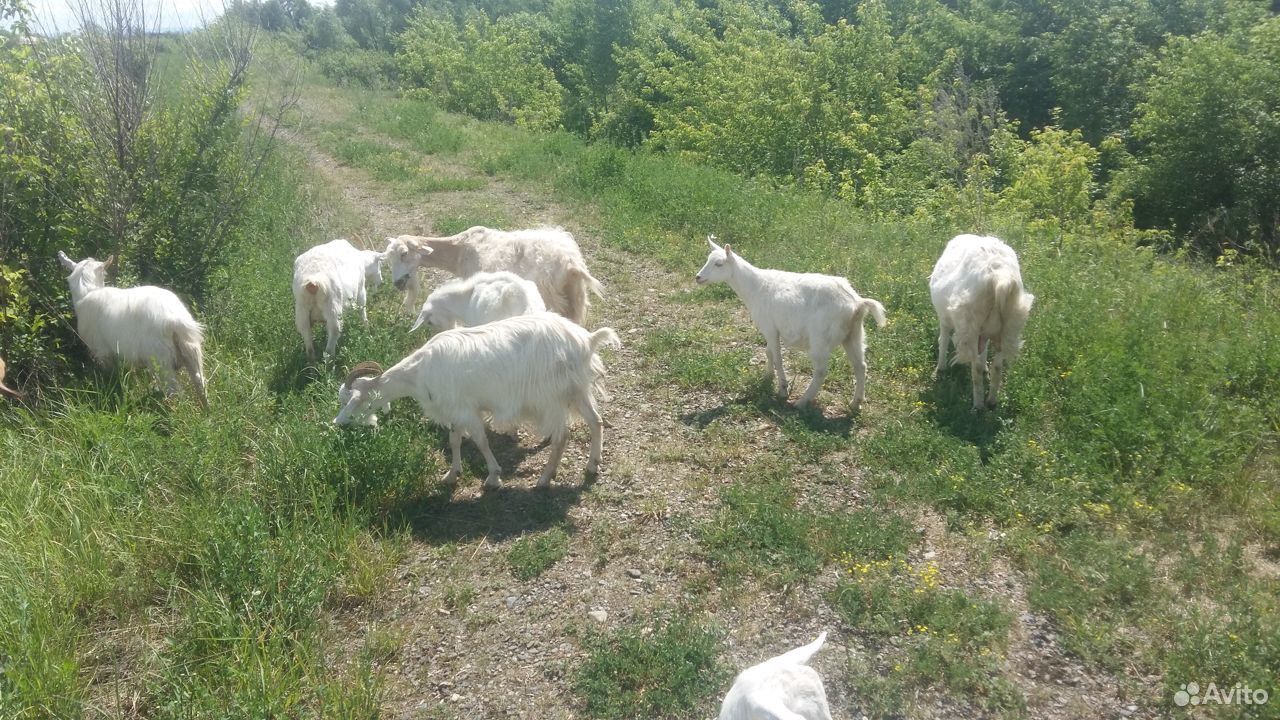 Дойные зааненские козы, козлята, молоко купить на Зозу.ру - фотография № 3