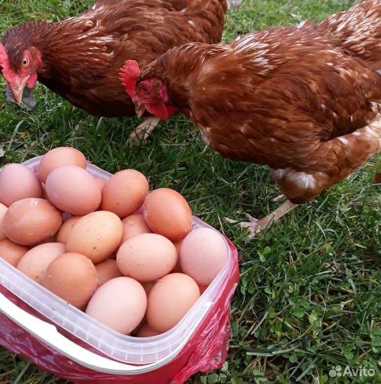 Яйца домашние куриные купить на Зозу.ру - фотография № 1
