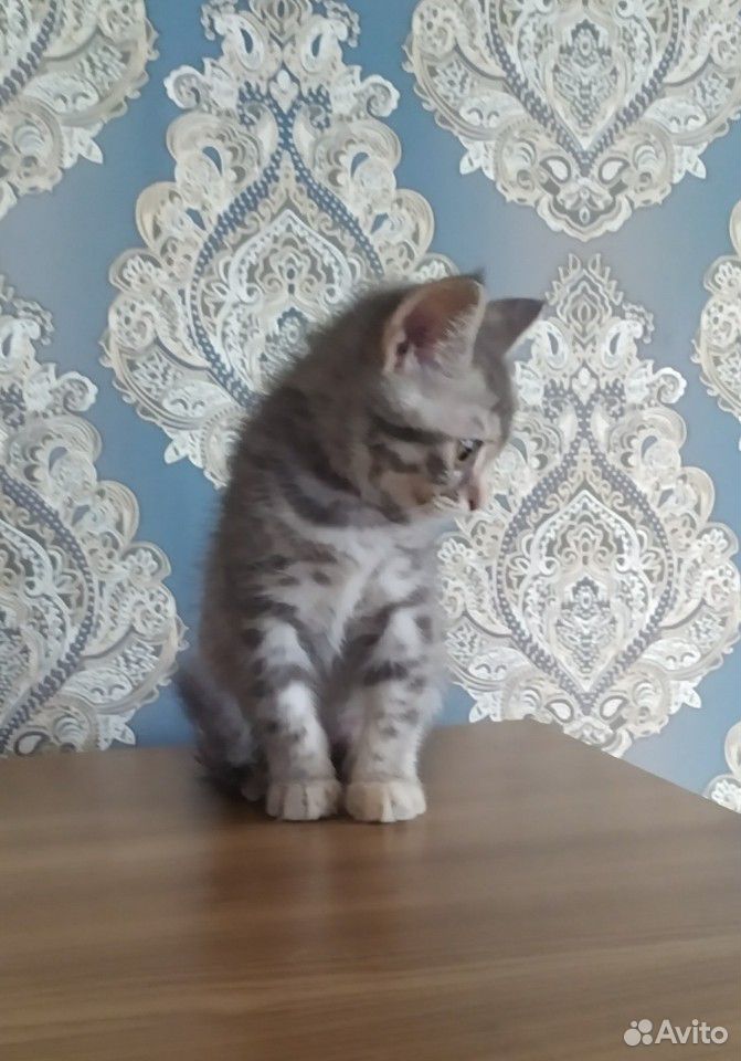 Кошечка купить на Зозу.ру - фотография № 7