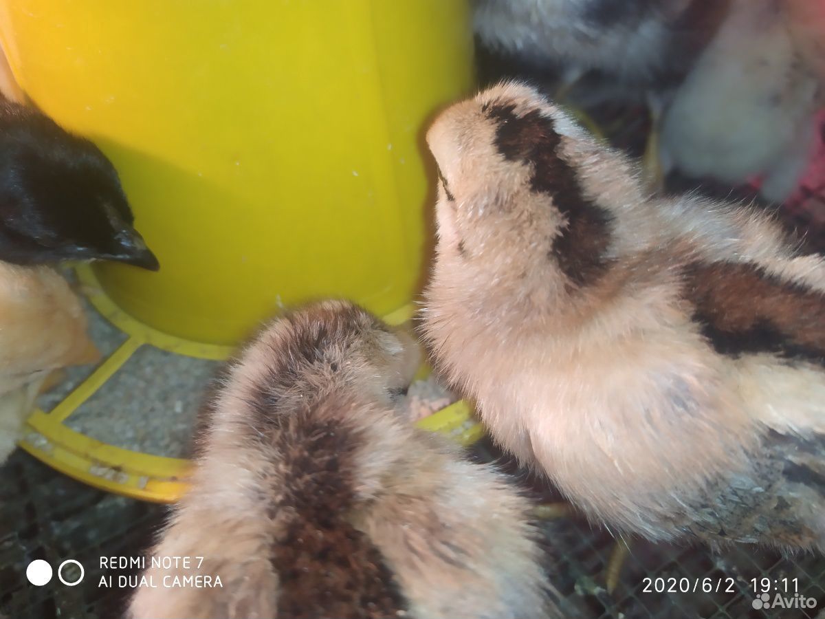 Цыплята разных пород купить на Зозу.ру - фотография № 4