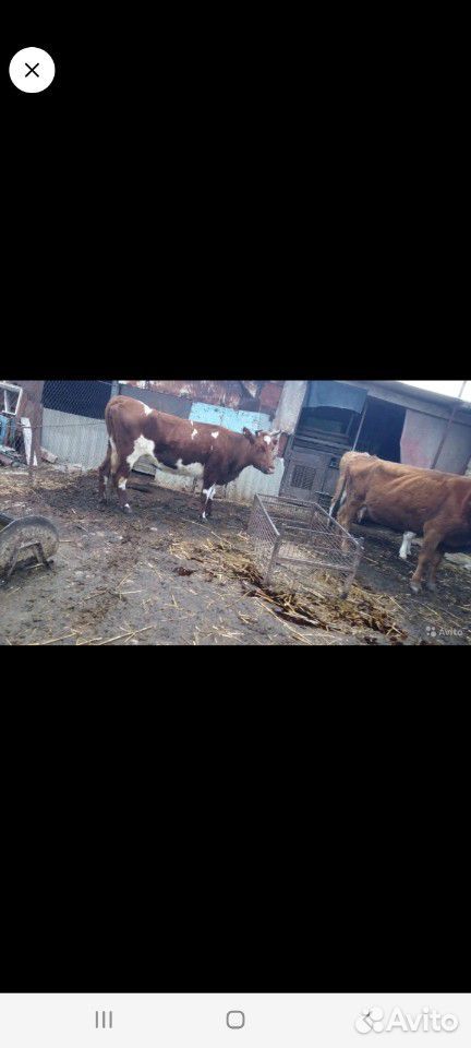 4 дойные коровы купить на Зозу.ру - фотография № 3