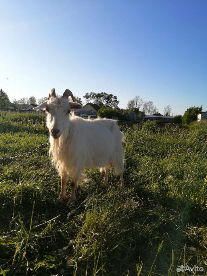 Продам молочную козу. Продам козлят купить на Зозу.ру - фотография № 2