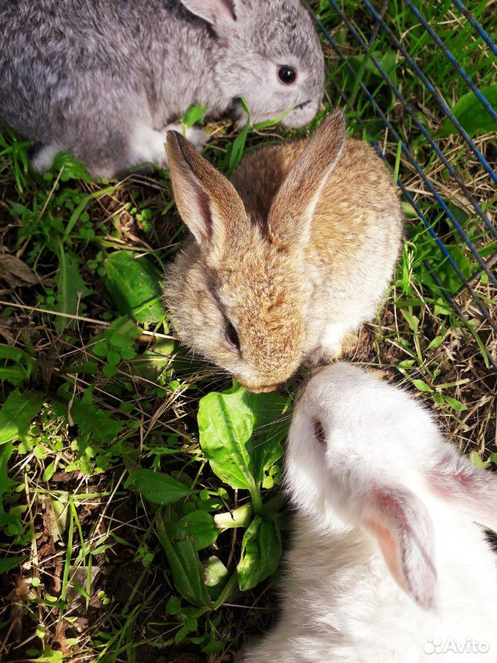 Кролики(1 месяц) купить на Зозу.ру - фотография № 5