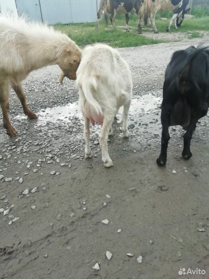 Семья коз купить на Зозу.ру - фотография № 1