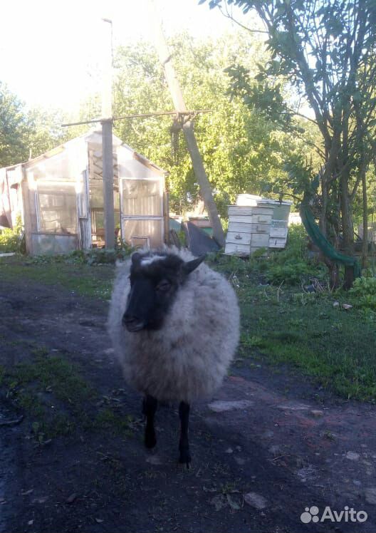 Продам романовскую овечку купить на Зозу.ру - фотография № 1