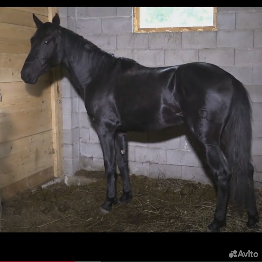 Рассмотрите фотографию черной лошади породы кабардинская. Кабардинская лошадь. Кабардинская порода лошадей. Жеребенок кабардинского коня. Кабардинский жеребец.