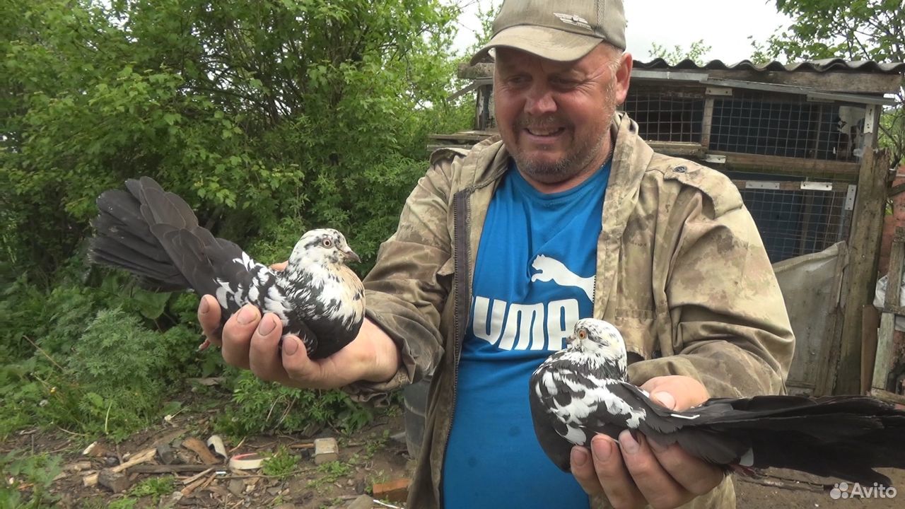 Николаевские высоколетные голуби купить на Зозу.ру - фотография № 1