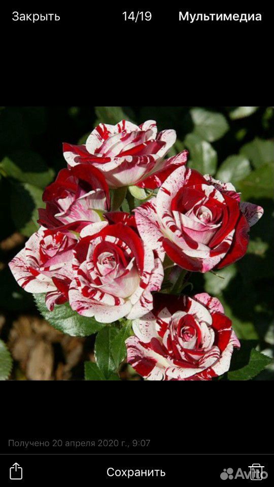 Розы морозостойкие купить на Зозу.ру - фотография № 3