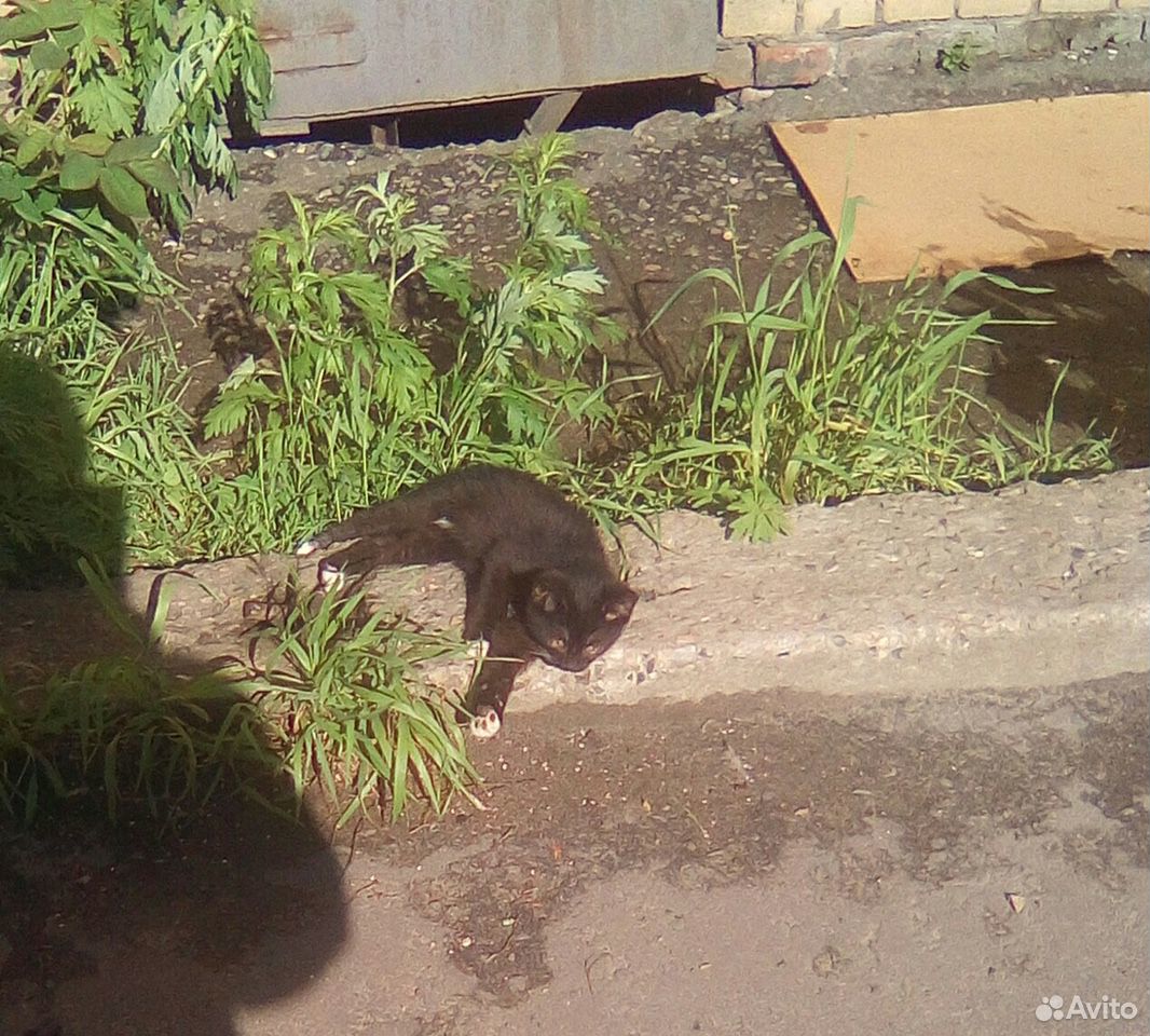 Котята ищут ответственного друга купить на Зозу.ру - фотография № 2
