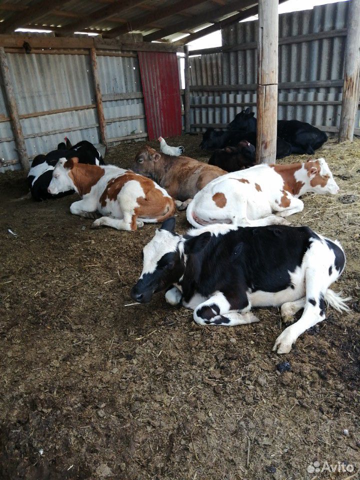 Телочки от молочных коров купить на Зозу.ру - фотография № 1
