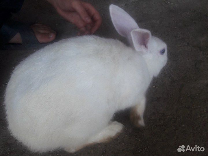 Кролик маленький купить на Зозу.ру - фотография № 1
