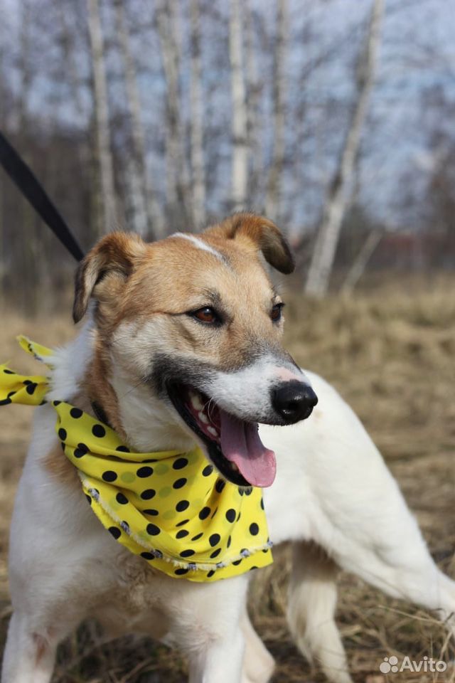 Собака Розочка для семьи и дома в дар купить на Зозу.ру - фотография № 4