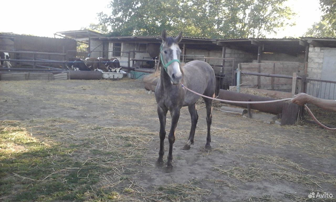 Лошадь двухлетняя Орловской породы купить на Зозу.ру - фотография № 1