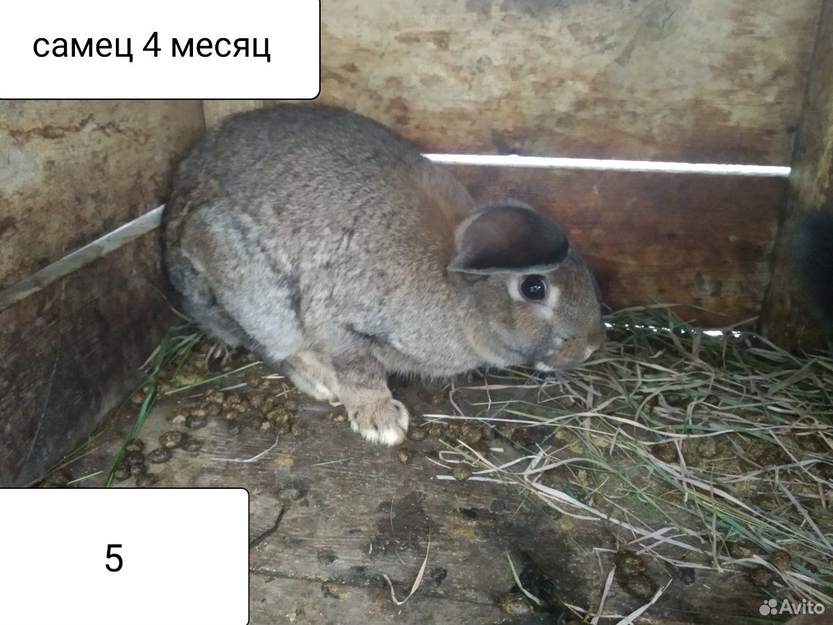 7-8 месячные кролики купить на Зозу.ру - фотография № 5
