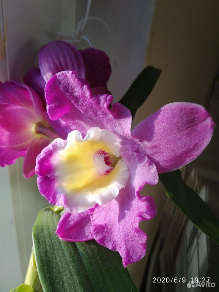Орхидея Дендробиум Нобиле, детки купить на Зозу.ру - фотография № 4