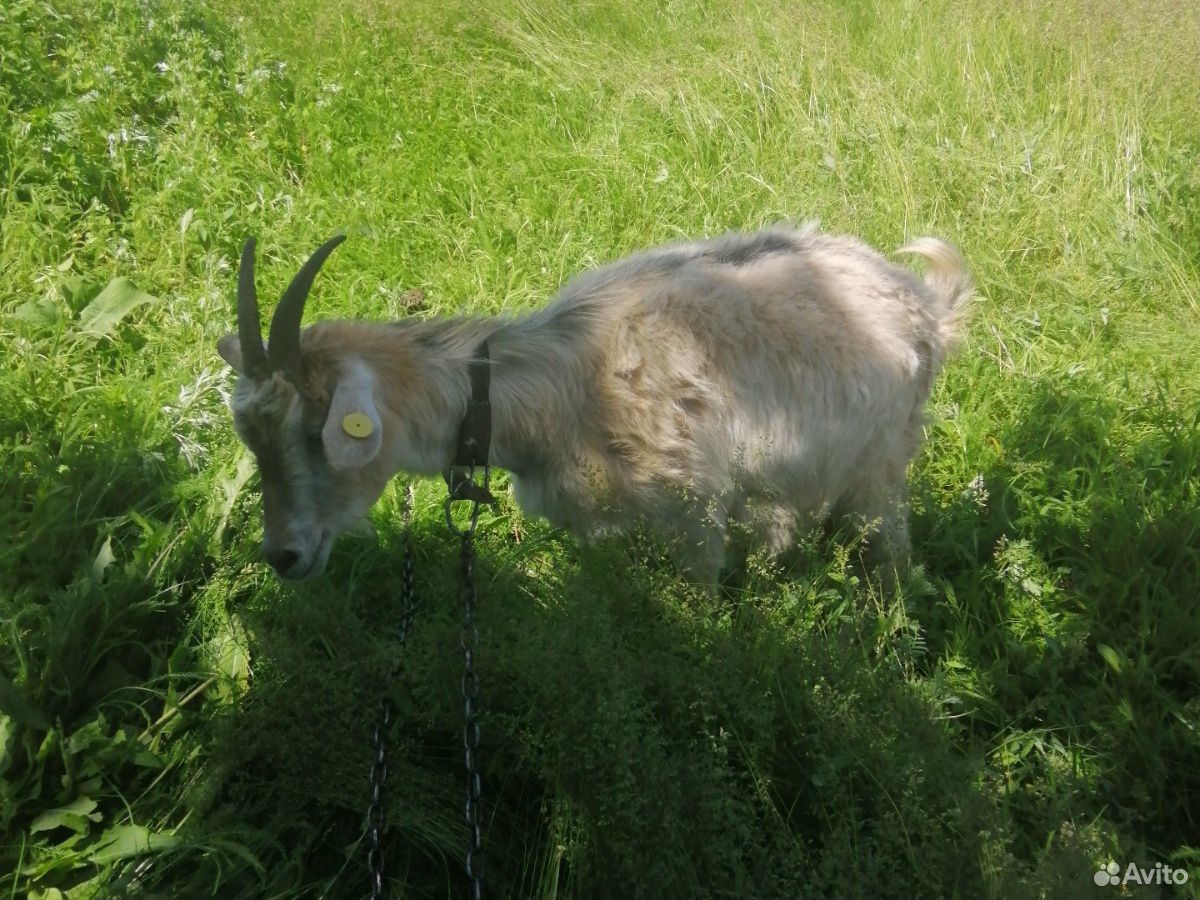 Коза двойная и восемь козлят купить на Зозу.ру - фотография № 5