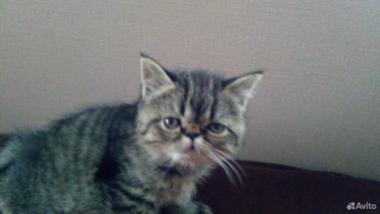 Продам британских котят необычного окраса купить на Зозу.ру - фотография № 3